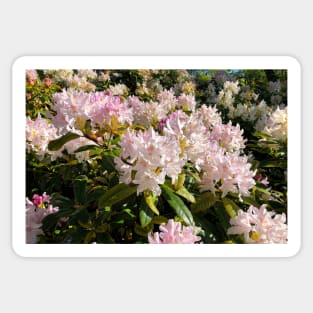 Rhododendron Macro Sticker